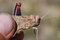 Asiotmethis muricatus