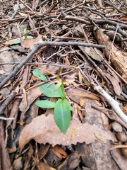 Chiloglottis triceratops