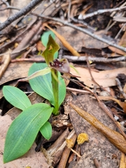Chiloglottis triceratops