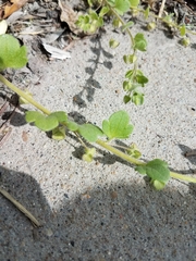 Veronica hederifolia
