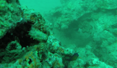 Halgerda willeyi