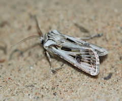 Agrotis vestigialis