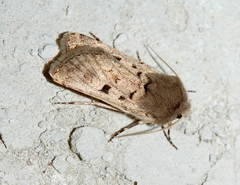 Chersotis nupponenorum