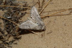 Cucullia hemidiaphana