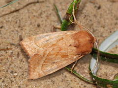 Hydraecia osseola