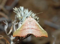 Ochodontia adustaria