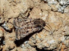 Xestia trifida