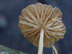 Marasmiellus dendroegrus