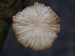 Marasmiellus dendroegrus