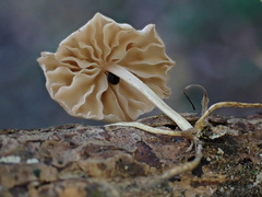 Marasmiellus dendroegrus