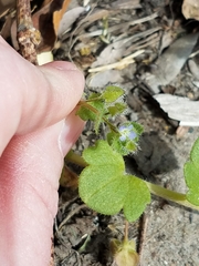 Veronica hederifolia
