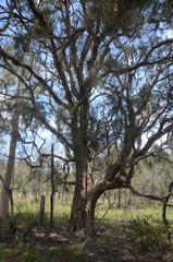 Melaleuca irbyana
