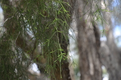 Melaleuca irbyana