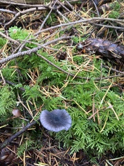 Entoloma largentii