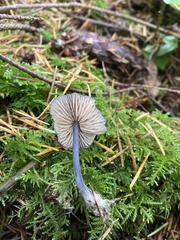 Entoloma largentii