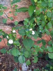 Rungia chinensis