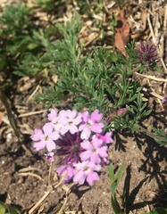 Glandularia mendocina