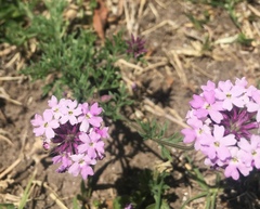 Glandularia mendocina