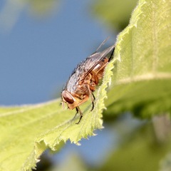 Calliphora dubia