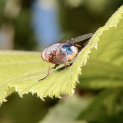 Calliphora dubia