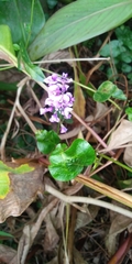 Hardenbergia