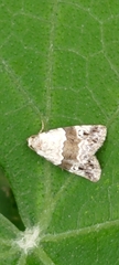 Maliattha signifera