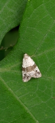 Maliattha signifera