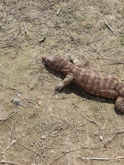 Varanus flavescens