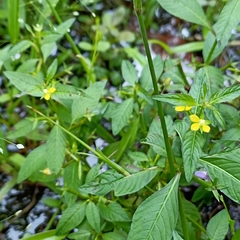 Ludwigia perennis