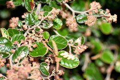 Pomaderris aspera