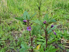 Solanum cinereum