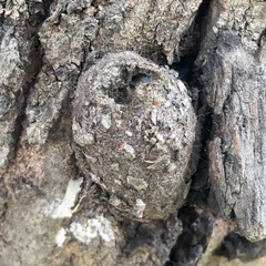 Opodiphthera eucalypti