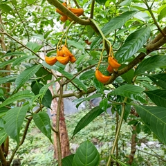 Tabernaemontana alternifolia