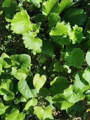 Sinosenecio oldhamianus