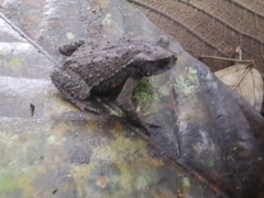 Rhinella justinianoi