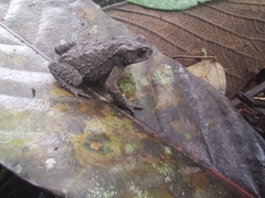 Rhinella justinianoi