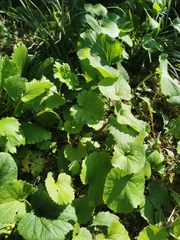 Sinosenecio oldhamianus