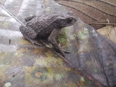 Rhinella justinianoi