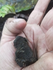 Rhinella justinianoi