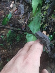 Rhinella justinianoi