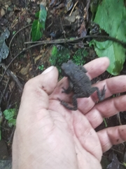 Rhinella justinianoi