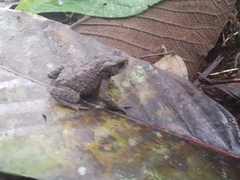 Rhinella justinianoi