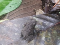 Rhinella justinianoi