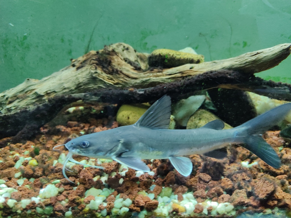 Blue sea catfish (Ariopsis guatemalensis) — Ariidae