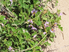 Solanum rubetorum
