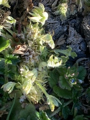 Ceratocephala pungens