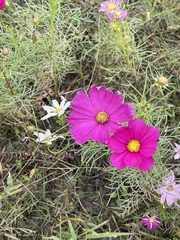 Cosmos bipinnatus