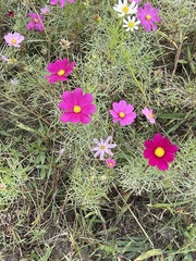 Cosmos bipinnatus