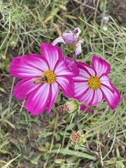 Cosmos bipinnatus