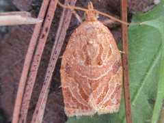 Adoxophyes privatana